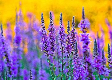 2023年首款 《荒岛求生》未预告突然加入XGP